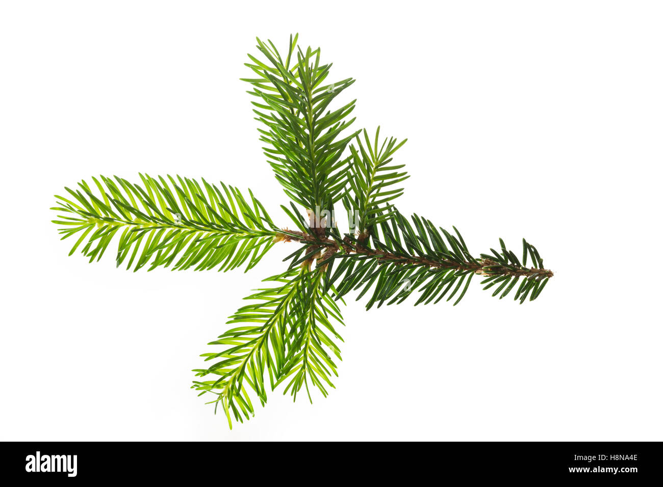 Gewöhnliche Fichte, Rot-Fichte, Rotfichte, Picea abies, Comune di abete rosso, Abete rosso, l'Épicéa, Épicéa commun Foto Stock