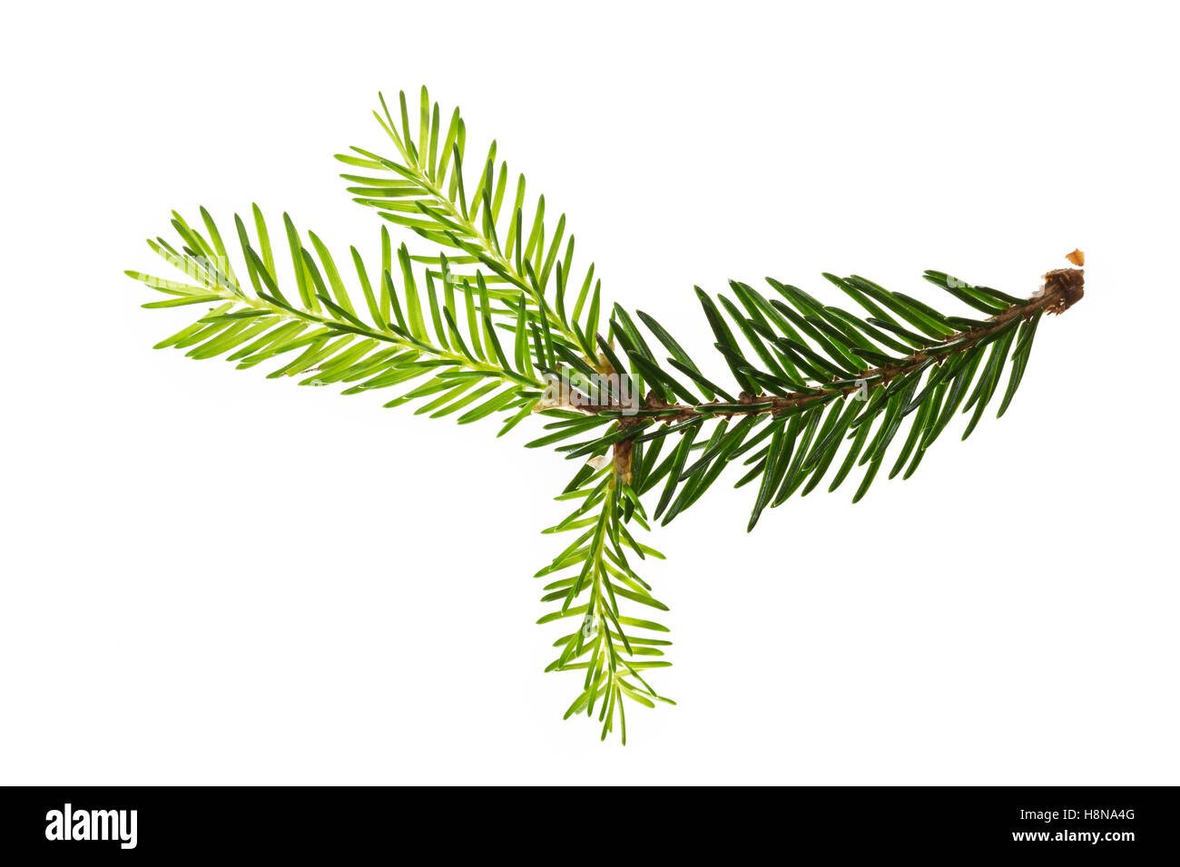 Gewöhnliche Fichte, Rot-Fichte, Rotfichte, Picea abies, Comune di abete rosso, Abete rosso, l'Épicéa, Épicéa commun Foto Stock