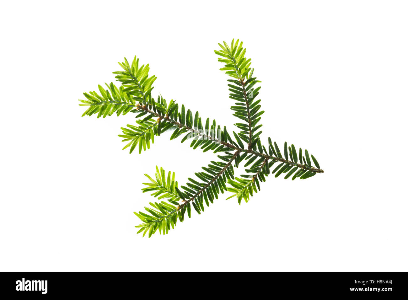 Kanadische Hemlocktanne, Kanadische Schierlingstanne, Tsuga canadensis, orientale, hemlock hemlock orientale-abete rosso, hemloc canadese Foto Stock