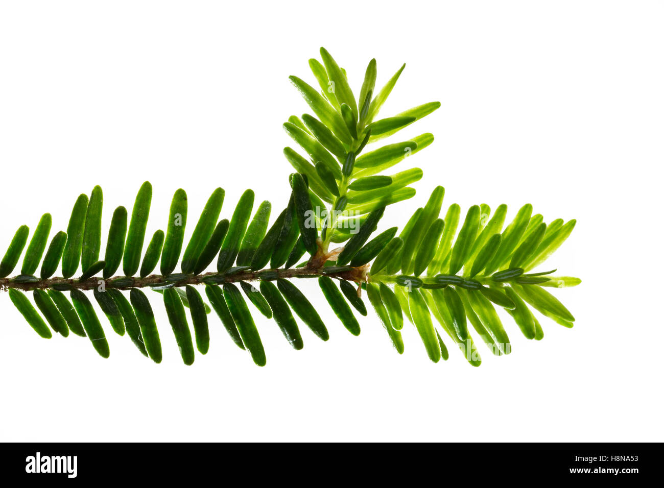 Kanadische Hemlocktanne, Kanadische Schierlingstanne, Tsuga canadensis, orientale, hemlock hemlock orientale-abete rosso, hemloc canadese Foto Stock