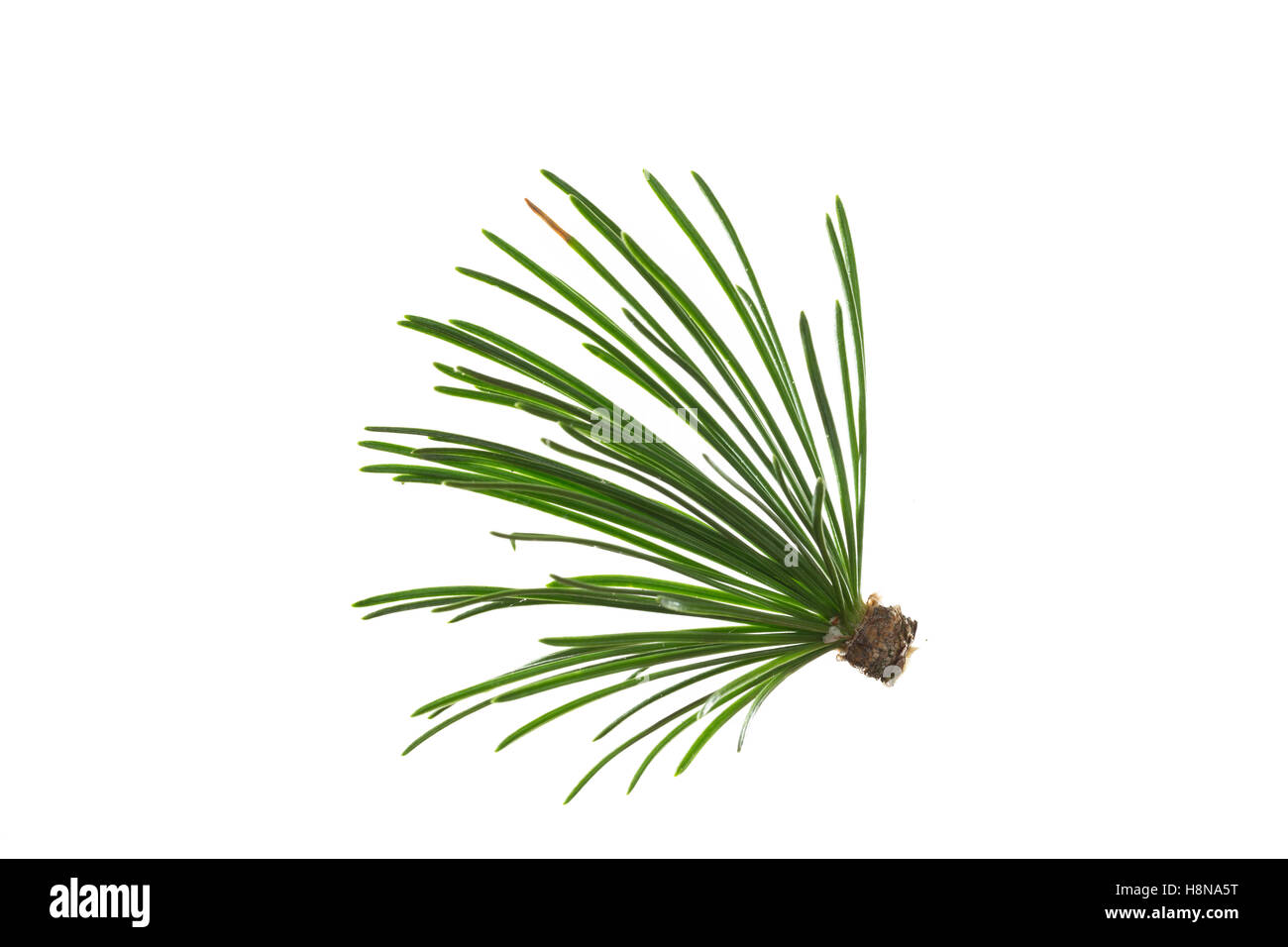 Europäische Lärche, Larix decidua, larice europeo, Le Mélèze d'Europa, Mélèze commun Foto Stock