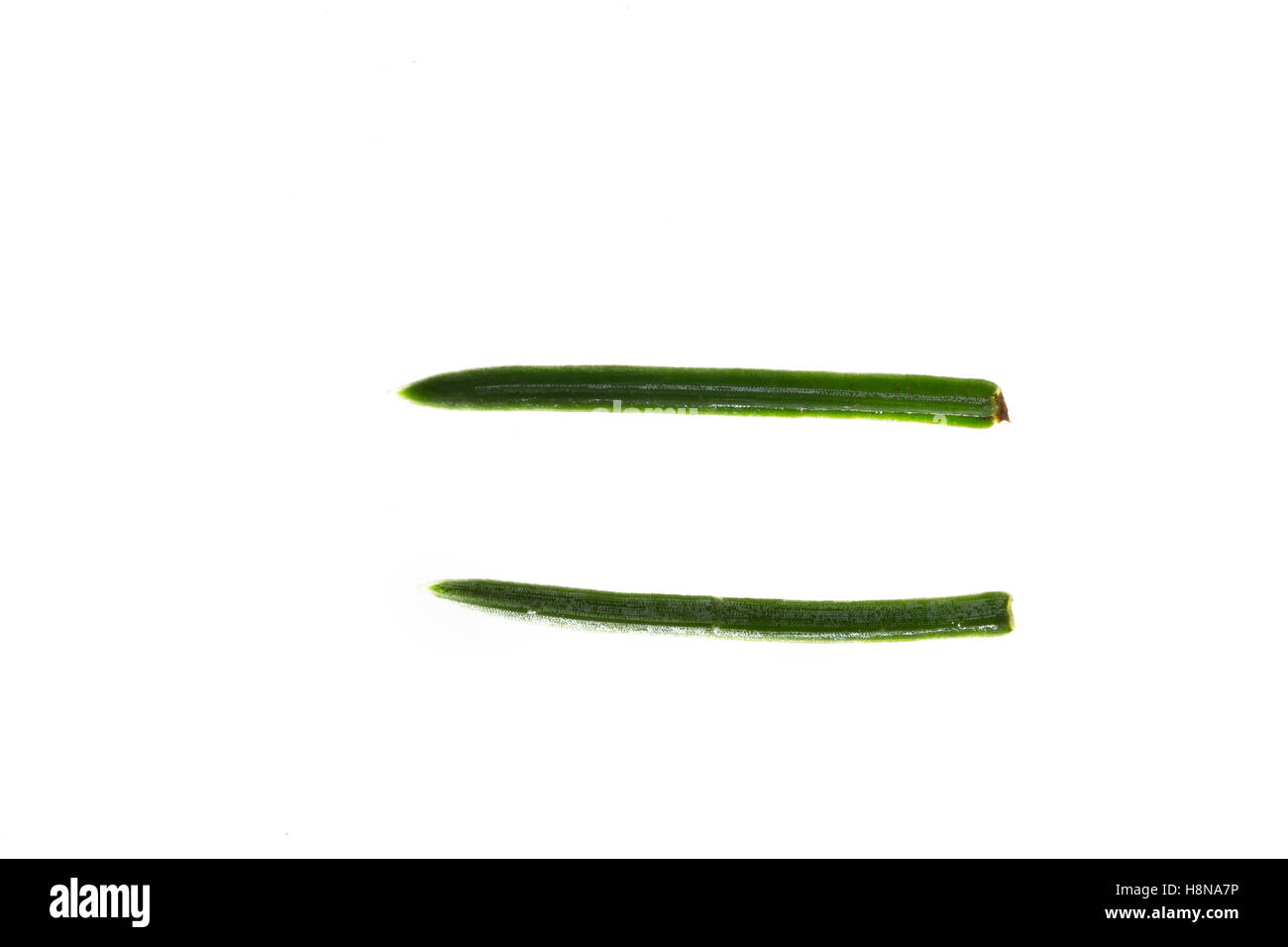 Sitka-Fichte, Sitkafichte, Picea sitchensis, Sitka Spruce, l'Épinette de Sitka, Épicéa de France. Blatt, Blätter, leaf, foglie Foto Stock