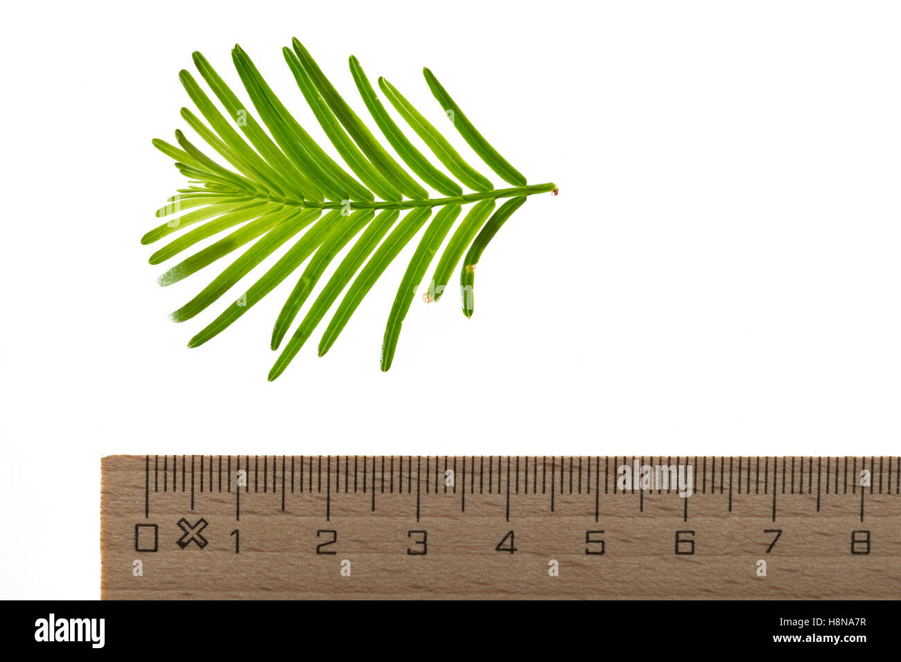 Urweltmammutbaum, Urwelt-Mammutbaum, Chinesisches Rotholz, metasequoie, Wassertanne, Metasequoia glyptostroboides, dawn redwood, Foto Stock