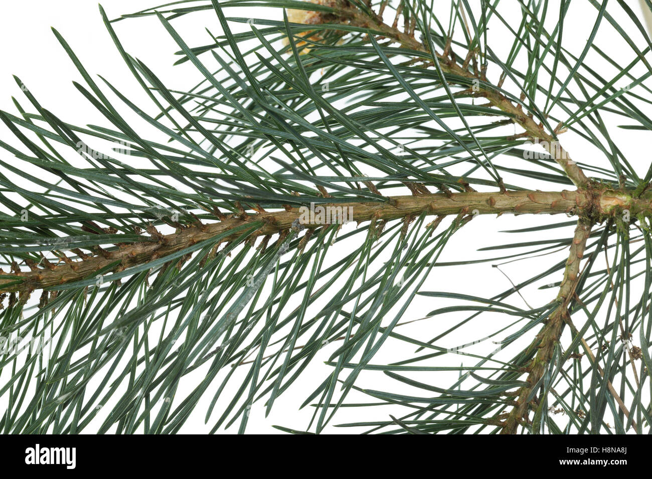 Wald-Kiefer, Waldkiefer, Gemeine Kiefer, Kiefern, Föhre, Pinus sylvestris, pino silvestre, Le Pin sylvestre Foto Stock