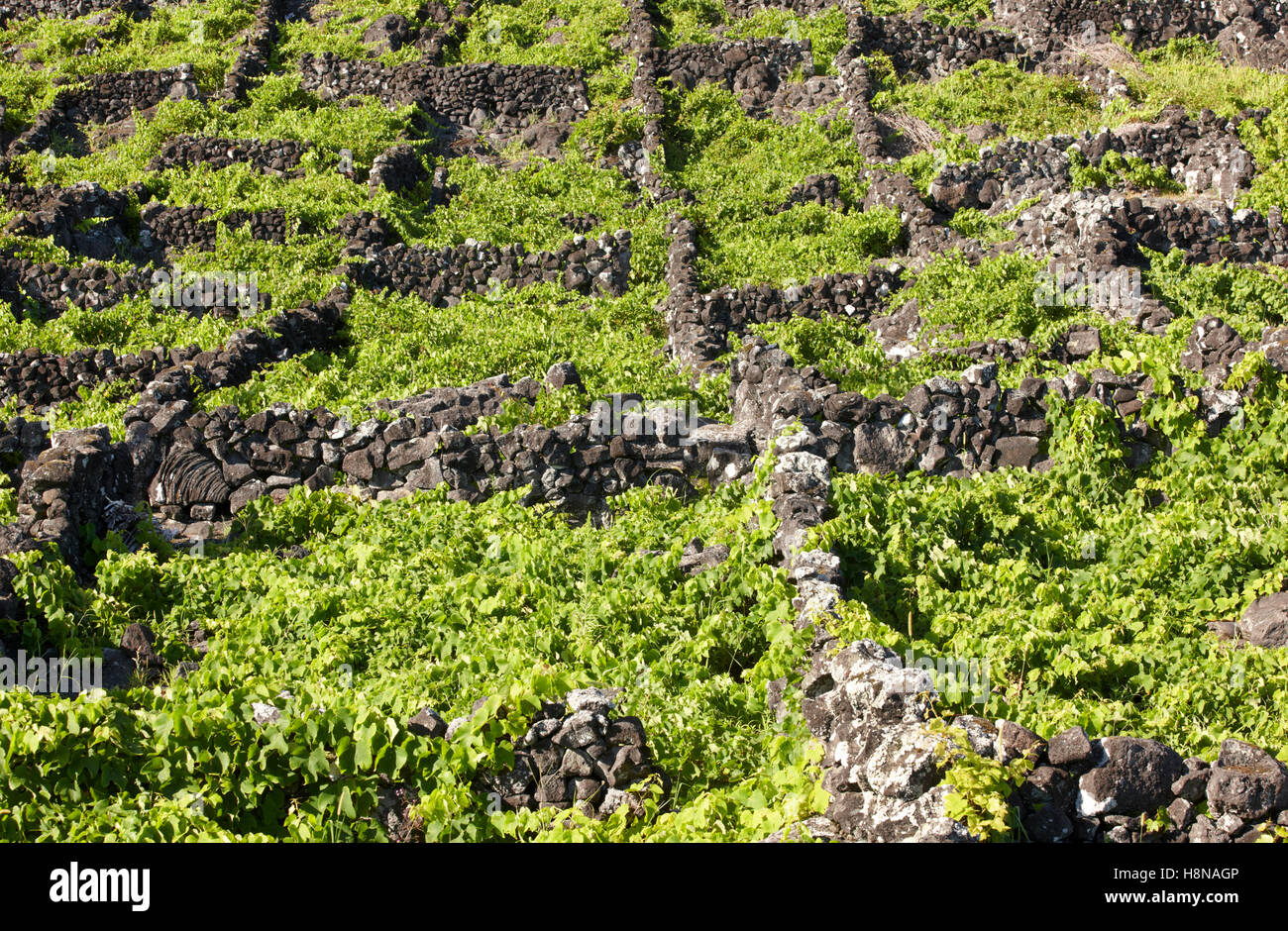 Azzorre tradizionale paesaggio con la roccia vulcanica vigneti in isola Pico. Posizione orizzontale Foto Stock