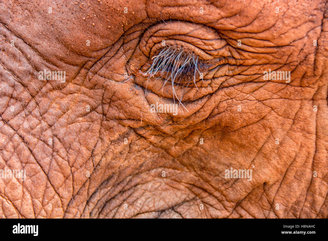 Le ciglia di un bambino orfano di elefante, Loxodonta africana, dopo un bagno di polvere al Sheldrick l'Orfanotrofio degli Elefanti, Nairobi, Kenya, elefante occhio Foto Stock
