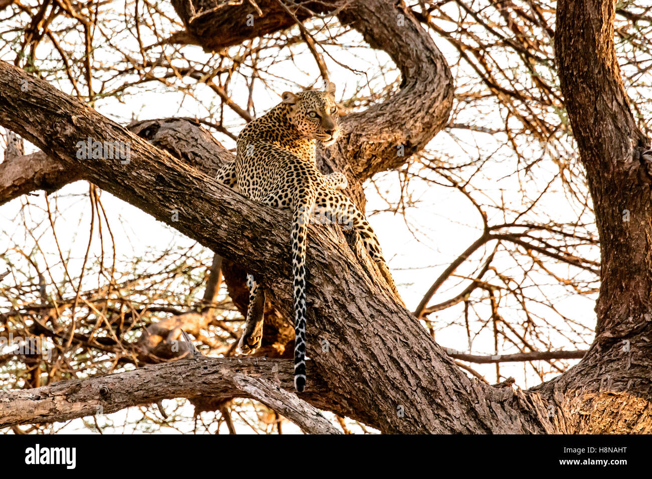 Solitario Leopard africani, Panthera pardus, in un albero alla ricerca di preda, Bufalo Springs riserva nazionale. Samburu, Kenya Foto Stock