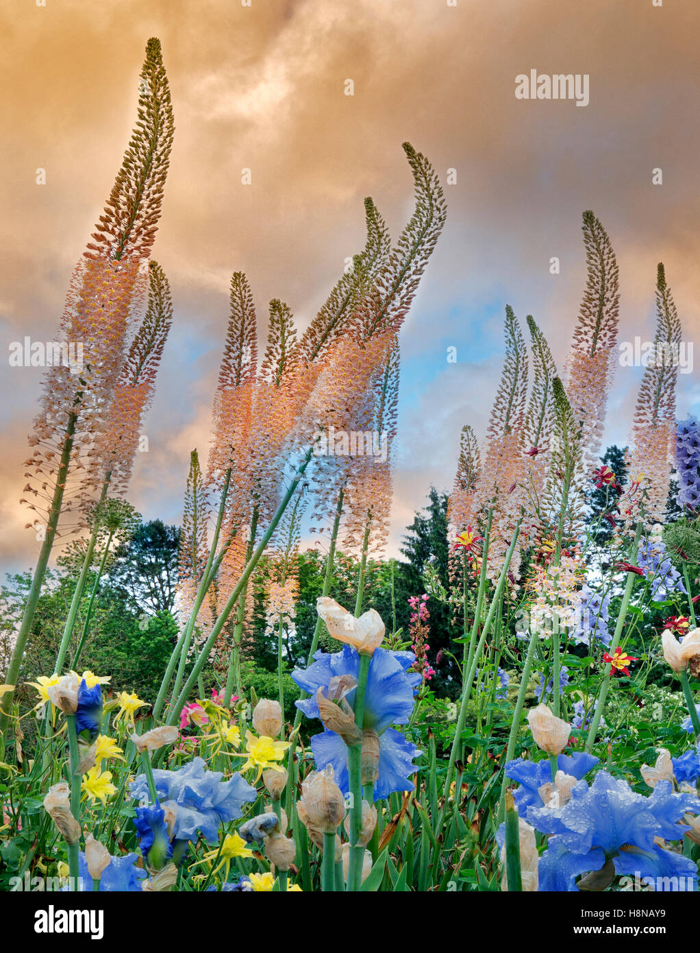 Tall Eremurus (coda di volpe Giglio) e il diaframma a iride Schriners giardino. Oregon Foto Stock