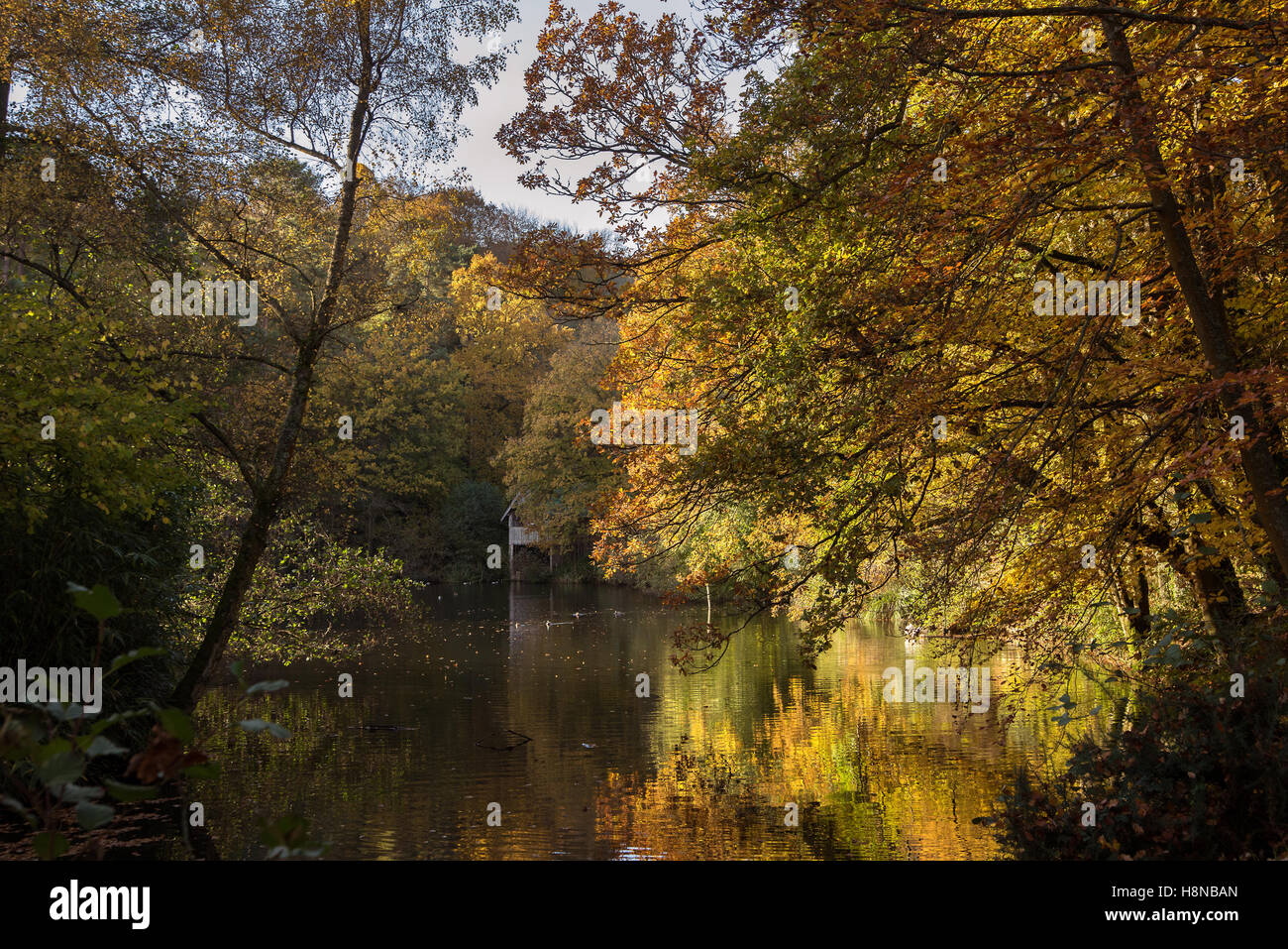 Alberi naturali riflessa nell'acqua Foto Stock