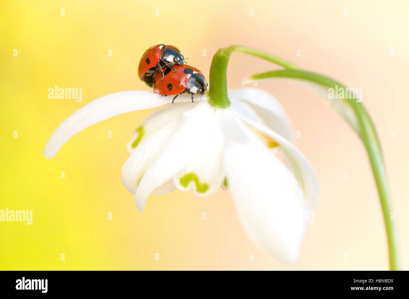 Due sette-spot Coccinelle coniugata su un fiore snowdrop Foto Stock