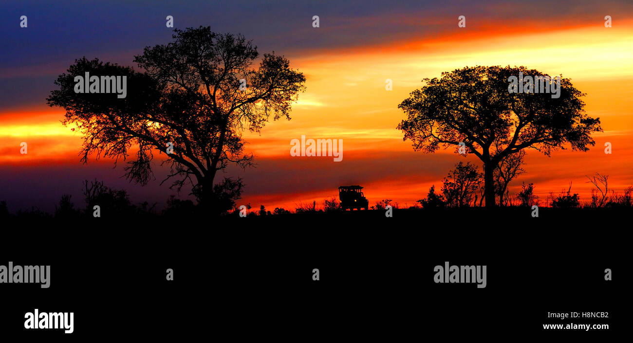 Safari veicolo che viaggia lungo una strada al tramonto tra due stagliano alberi e il sole dando fuori una luce calda Foto Stock