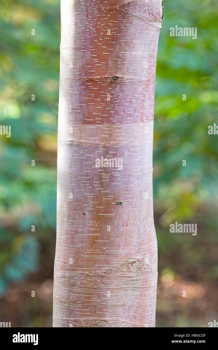Betula albosinensis Septentrionalis corteccia. Foto Stock