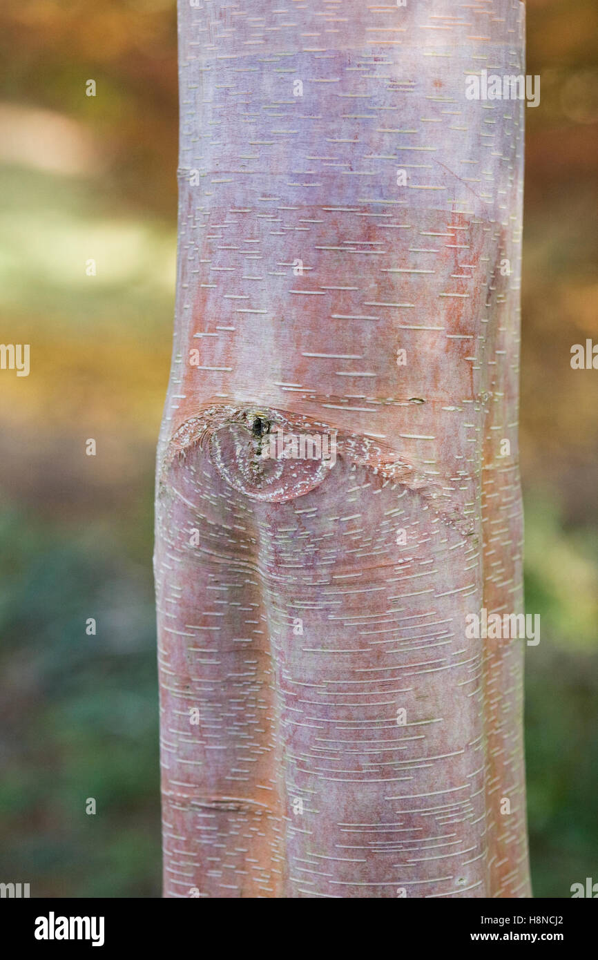 Betula albosinensis Septentrionalis corteccia. Foto Stock