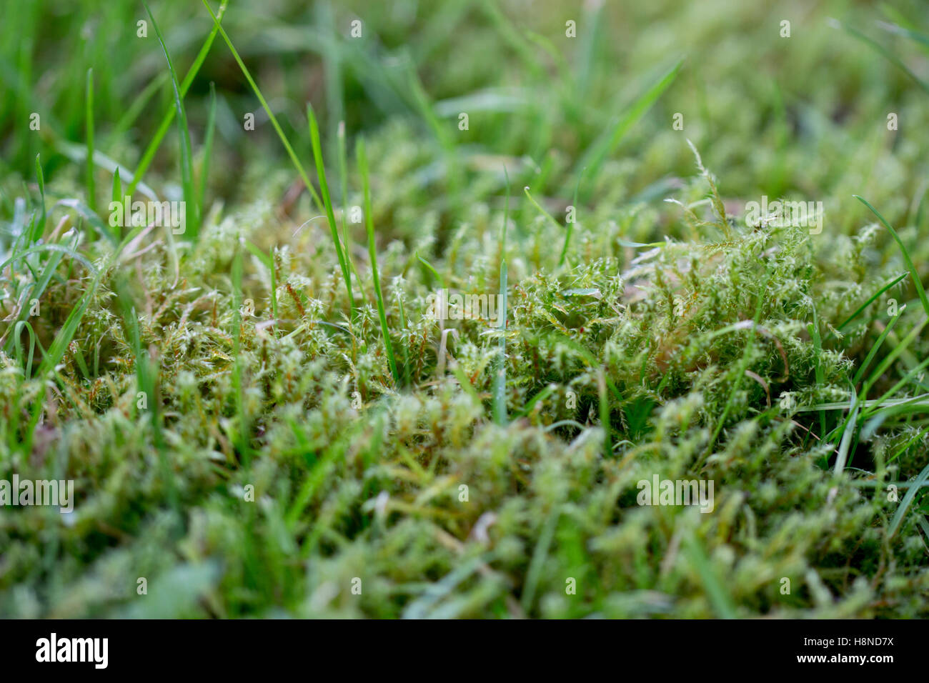 Il muschio cresce in giardino prato Foto Stock