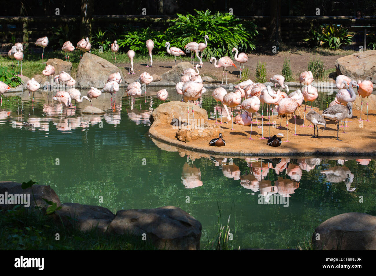 Flamingo foto lo Zoo di Houston Foto Stock