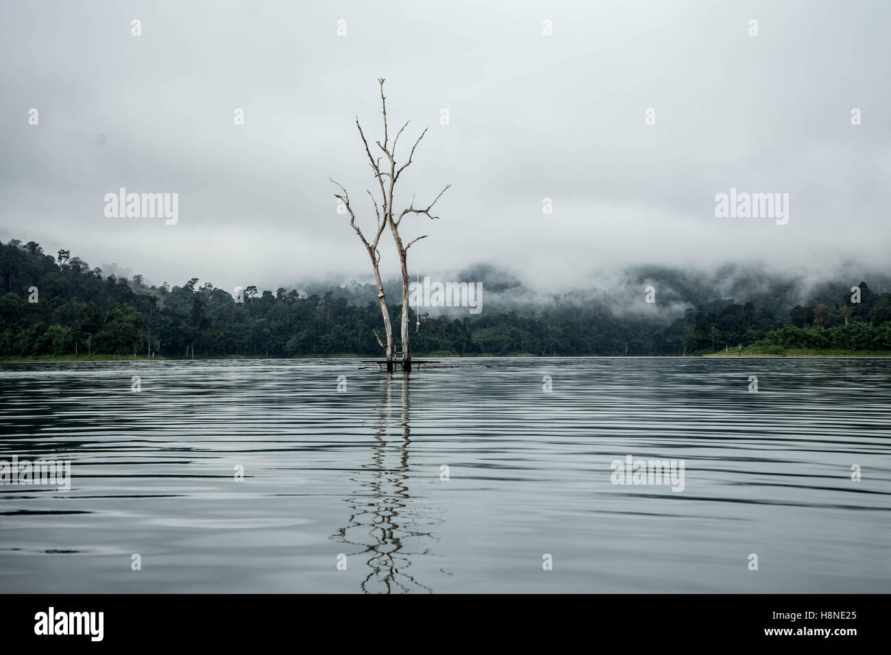 Albero di foglie,Khao Sok National Park,Thailandia Foto Stock