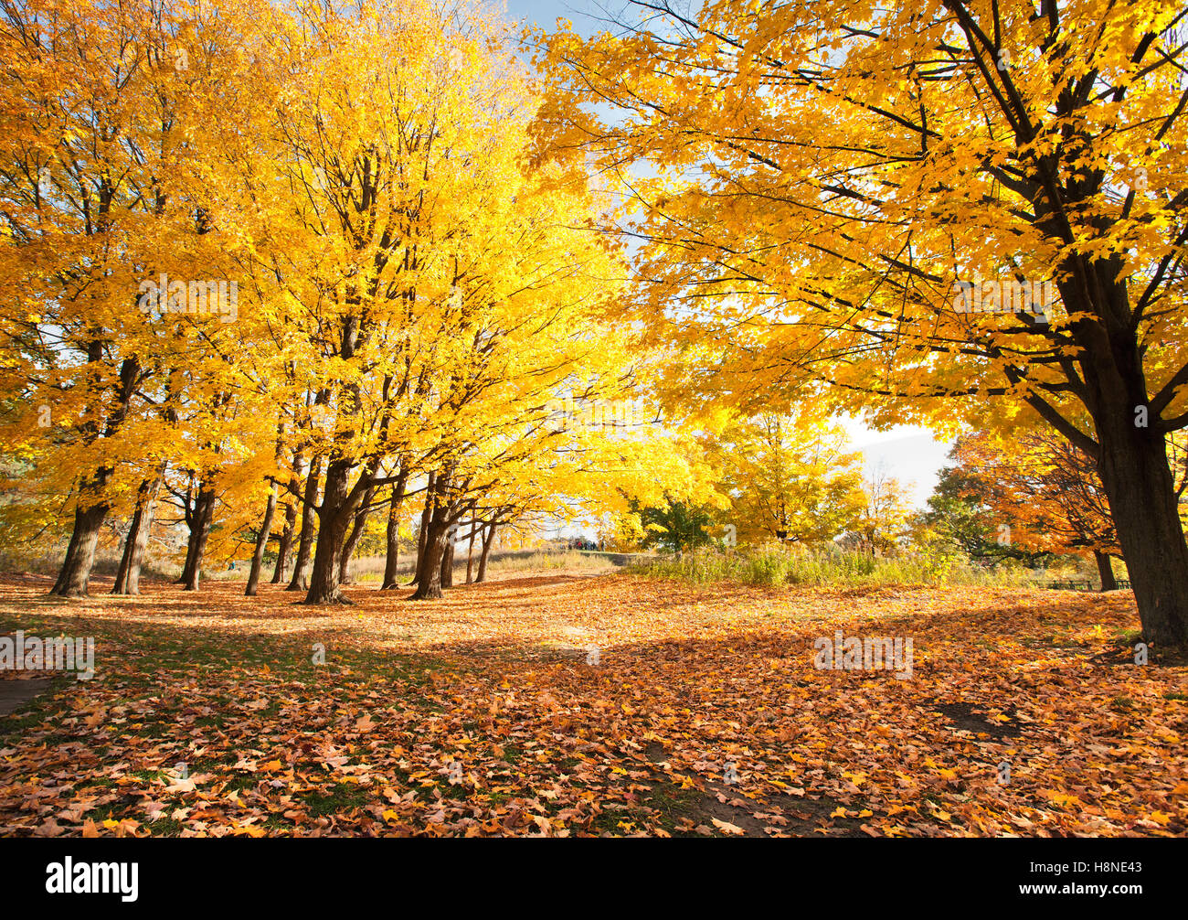 Colorato alberi di acero nel parco durante l'autunno caduta stagione brillantemente foglie colorate Foto Stock