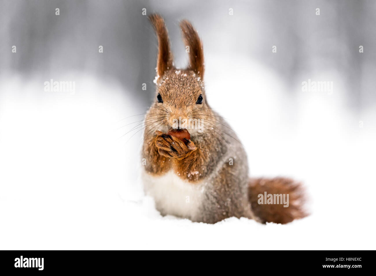 Un peloso scoiattolo rosso seduta nel parco innevato e mangiare il dado, primo piano Foto Stock