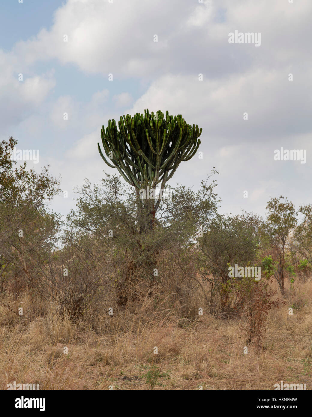 Candelabri albero che cresce nel Parco Nazionale di Tarangire e, Tanzania Foto Stock