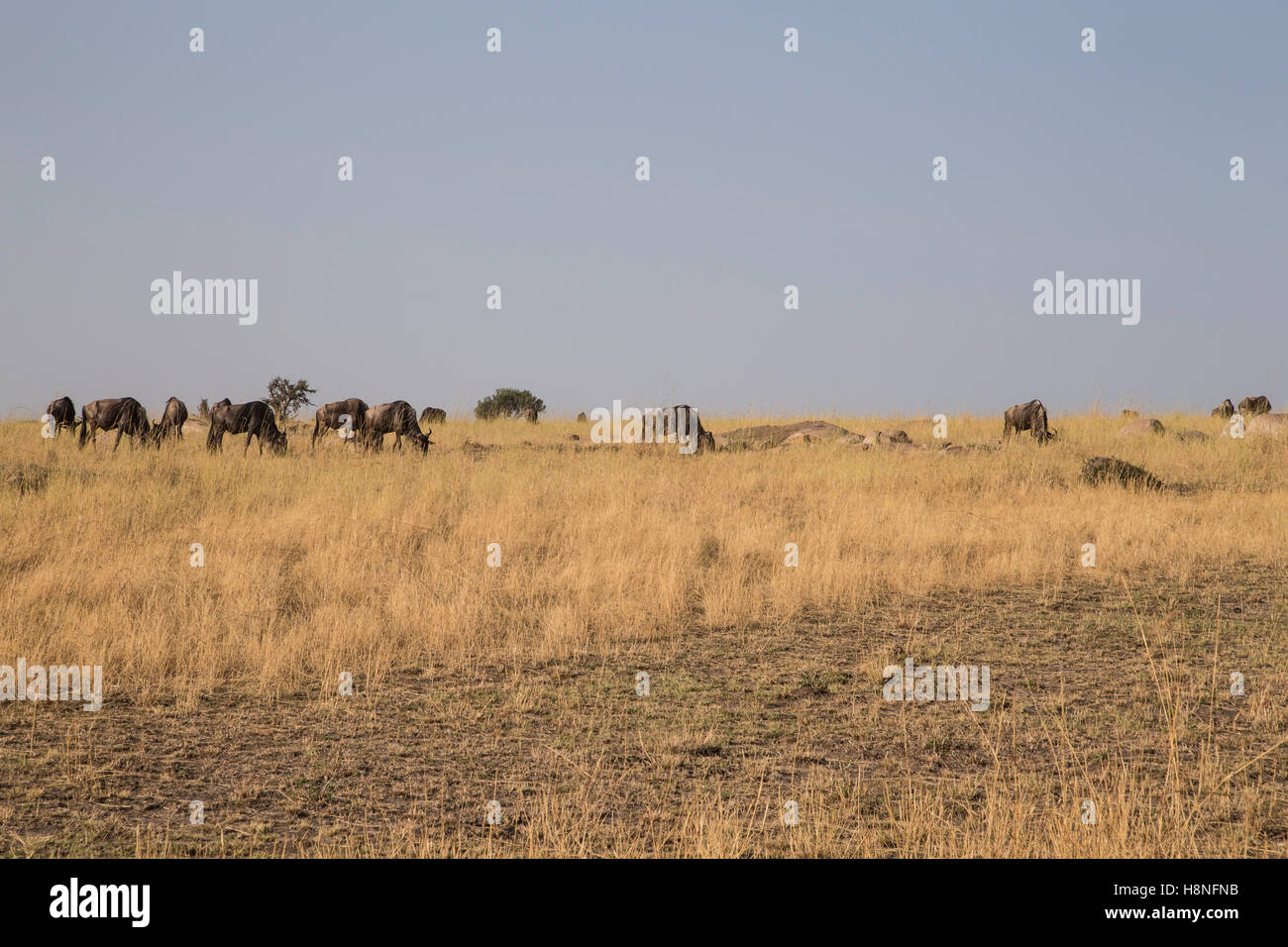 Gnu pascolare nel nord del Serengeti Foto Stock