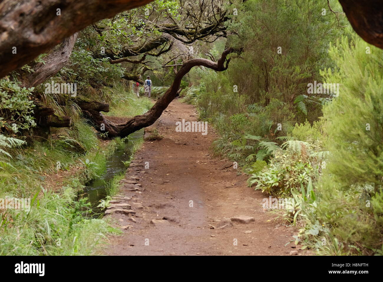 Due giovani turisti a piedi al di sotto di antichi alberi di alloro lungo la Levada 25 Fontes, Madeira, Portogallo Foto Stock