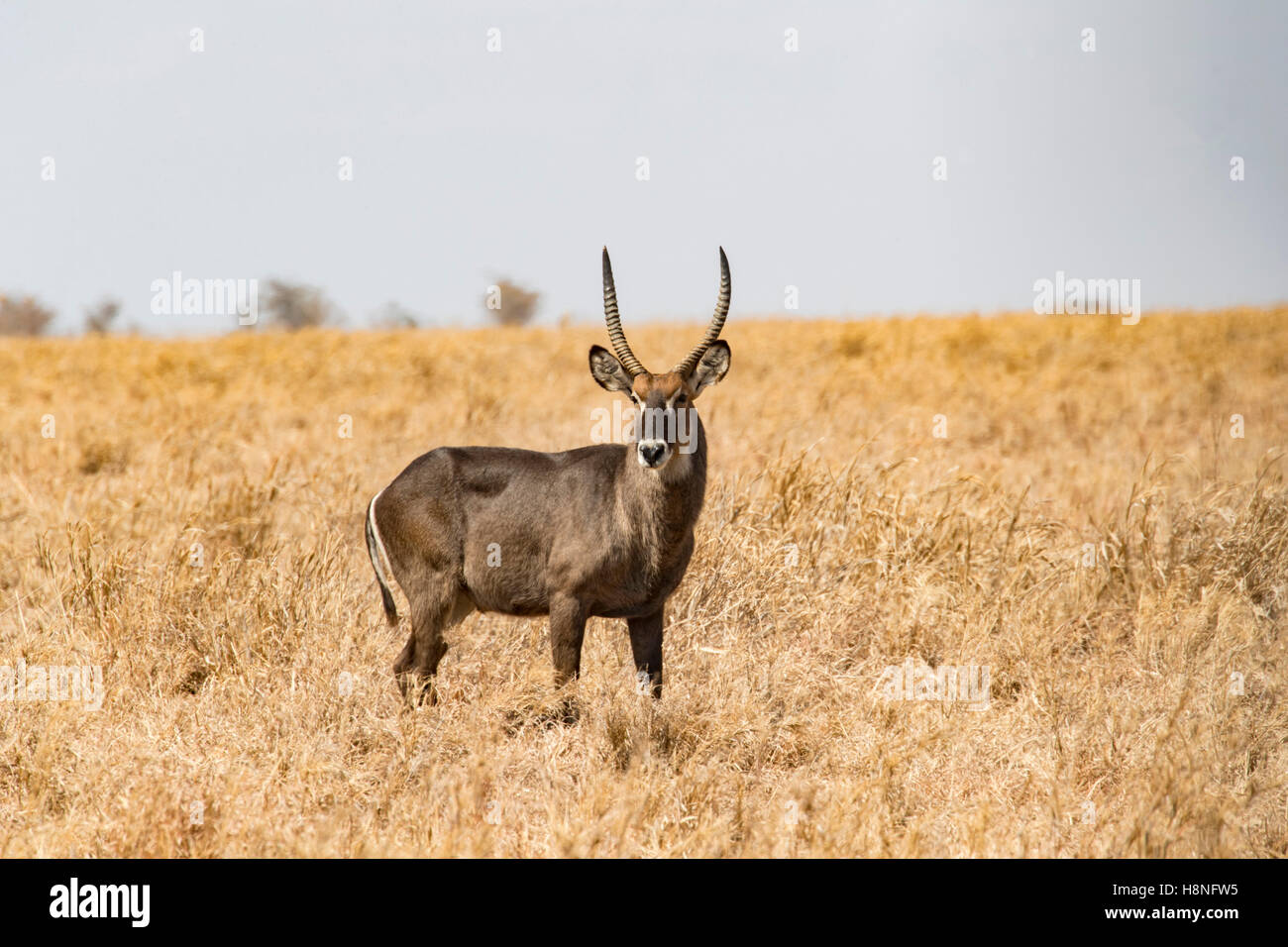 Un maschio waterbuck nel Parco Nazionale di Tarangire e Tanzania Foto Stock