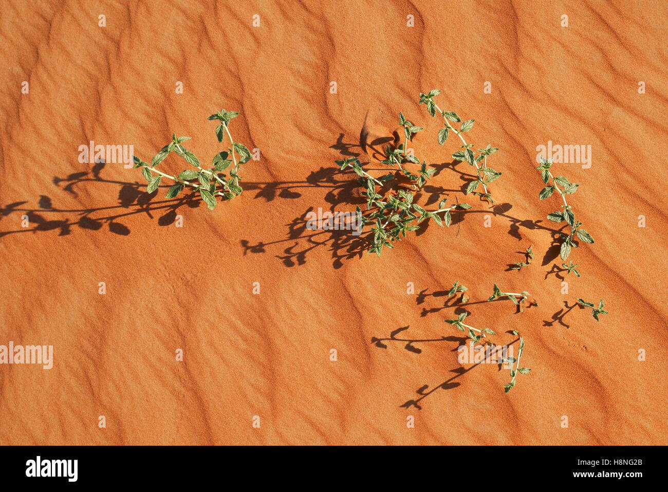 Vegetazione nel deserto, Abu Dhabi Emirato, Emirati Arabi Uniti Foto Stock