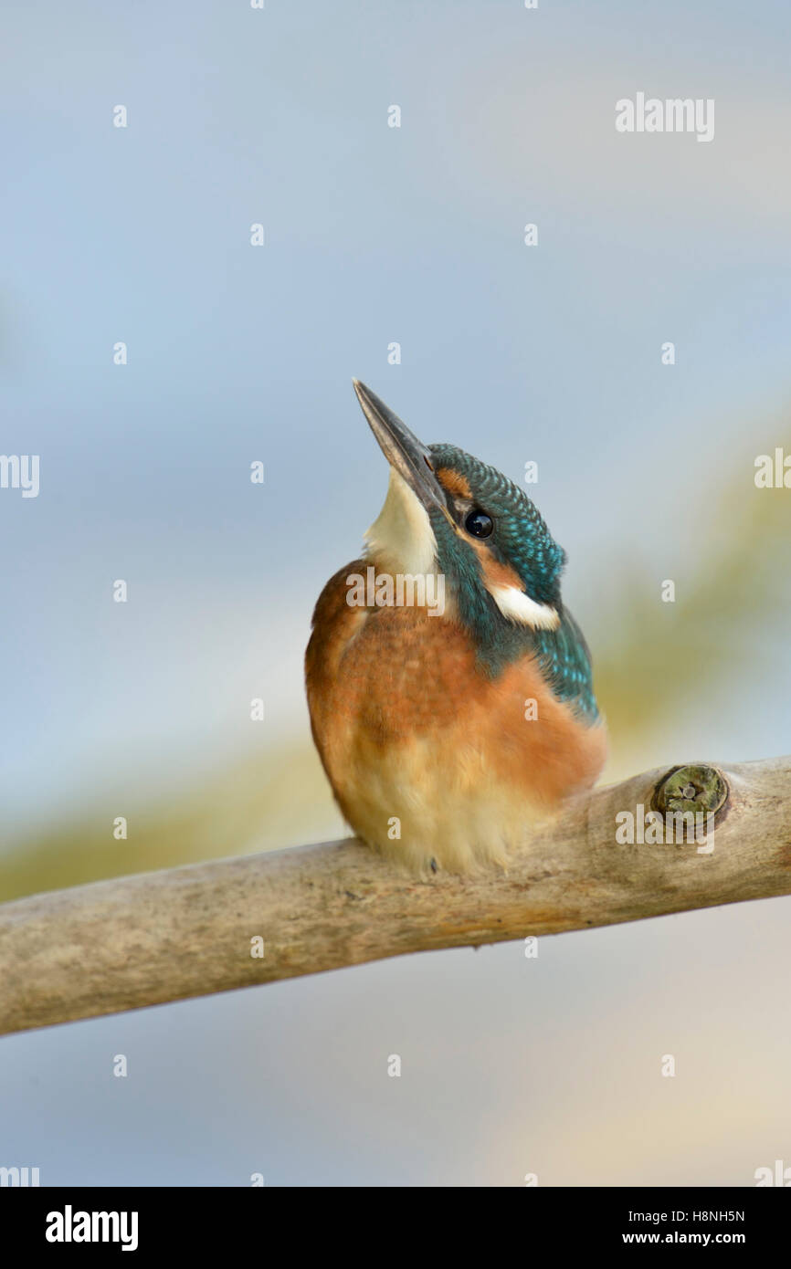 Il Martin pescatore comune ( Alcedo atthis ), giovani bird, appollaiato su un bastone di legno, guardando il cielo, bello sfondo pulito. Foto Stock