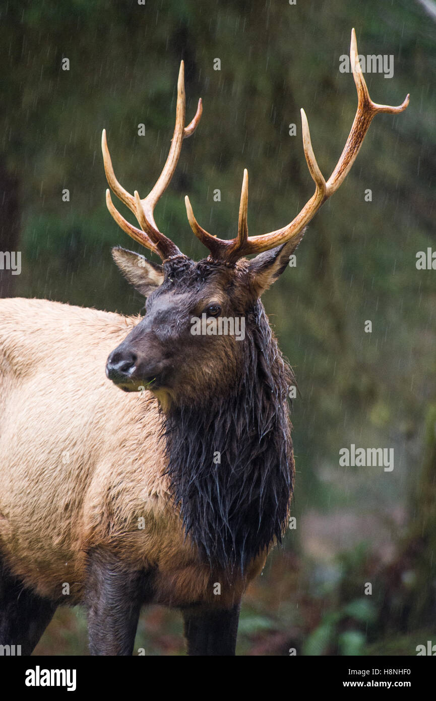 Roosevelt elk sotto la pioggia nel fiume Hoh Rainforest, nello Stato di Washington Foto Stock