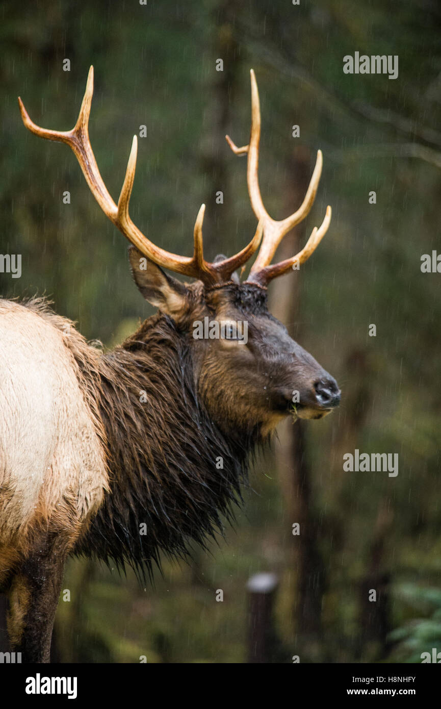 Roosevelt elk sotto la pioggia nel fiume Hoh Rainforest, nello Stato di Washington Foto Stock