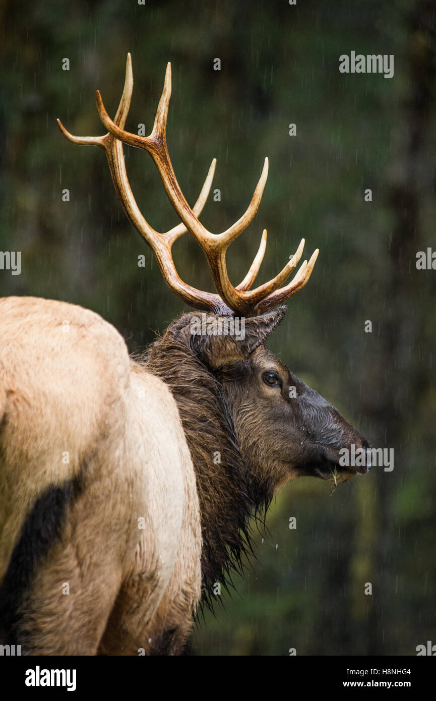 Roosevelt elk sotto la pioggia nel fiume Hoh Rainforest, nello Stato di Washington Foto Stock