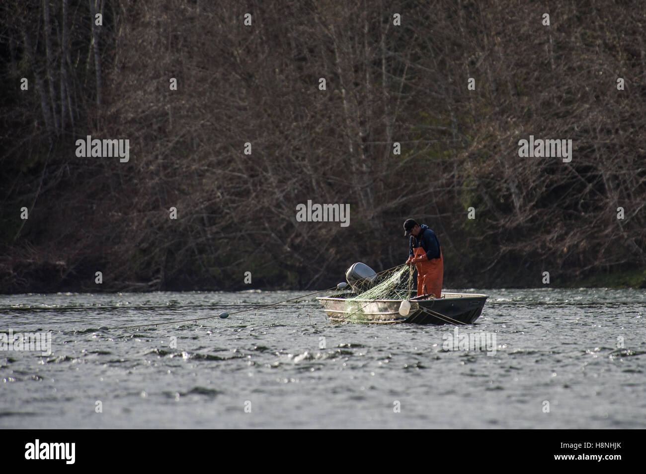 Pescatore commerciale controllare le sue reti per Steelhead e Salmoni Foto Stock