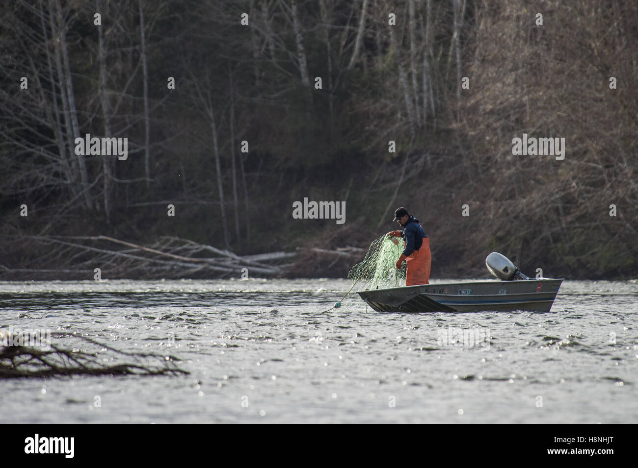 Pescatore commerciale controllare le sue reti per Steelhead e Salmoni Foto Stock