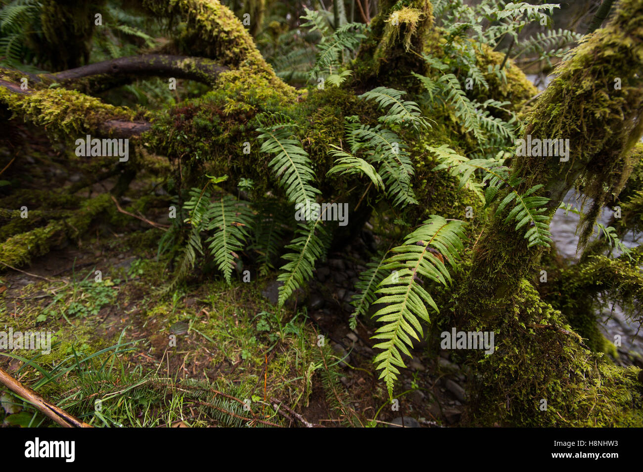 Gli alberi e le felci drappeggiati con moss nel Hoh Rainforest, Olympic Peninsula Washington Foto Stock