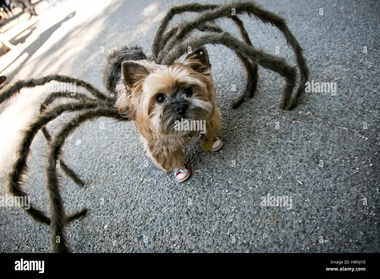 New York City, New York, USA – Un terrier dello Yorkshire vestito da ragno gigante partecipa a una sfilata di Halloween Foto Stock