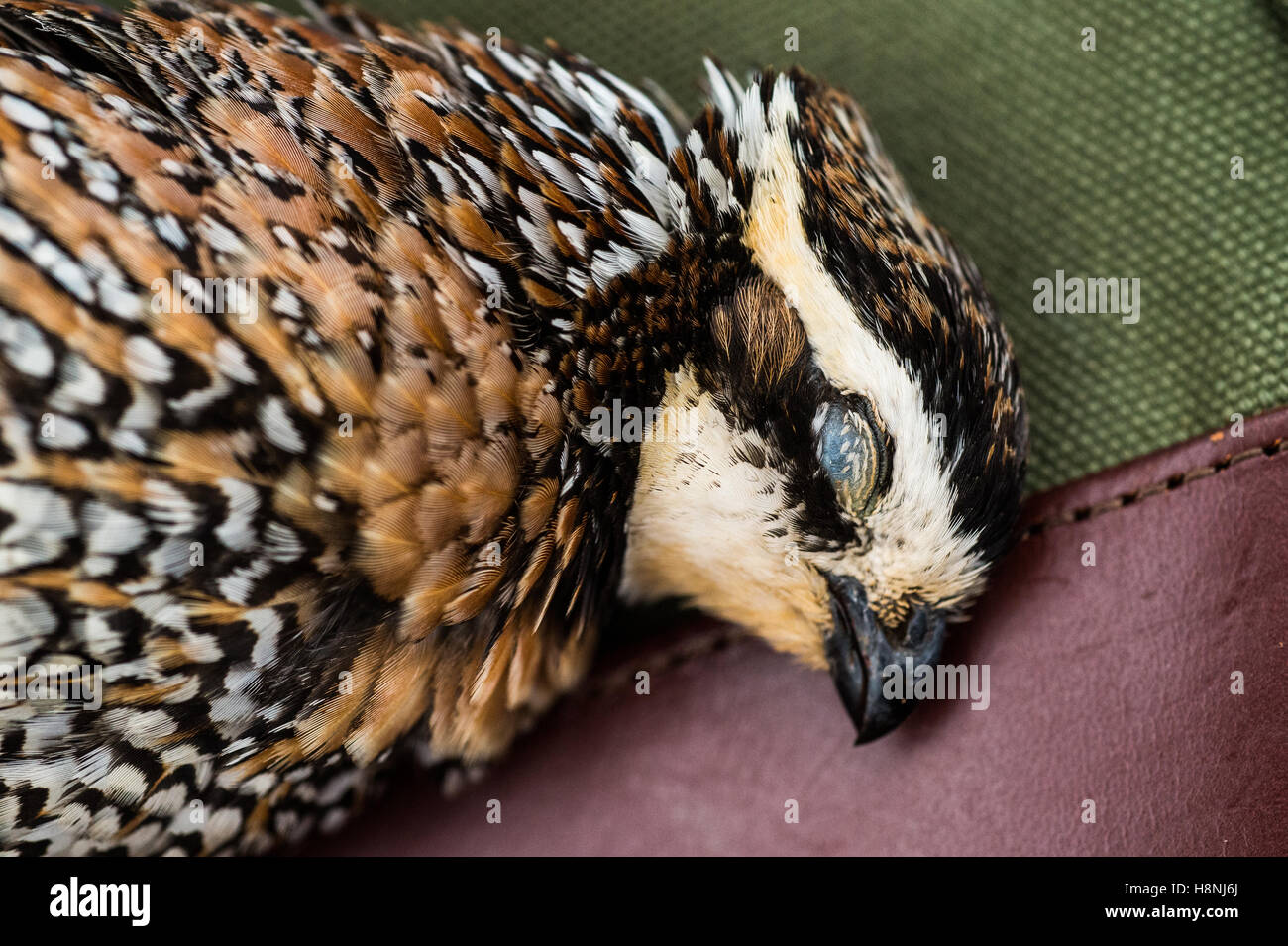 Quaglia Bobwhite piume e piumaggio Foto Stock