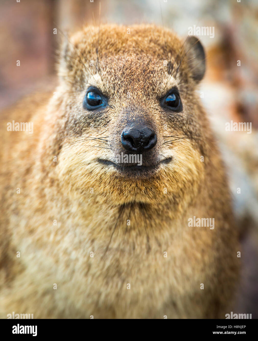 Rock Badger a Hermanus, Sud Africa Foto Stock