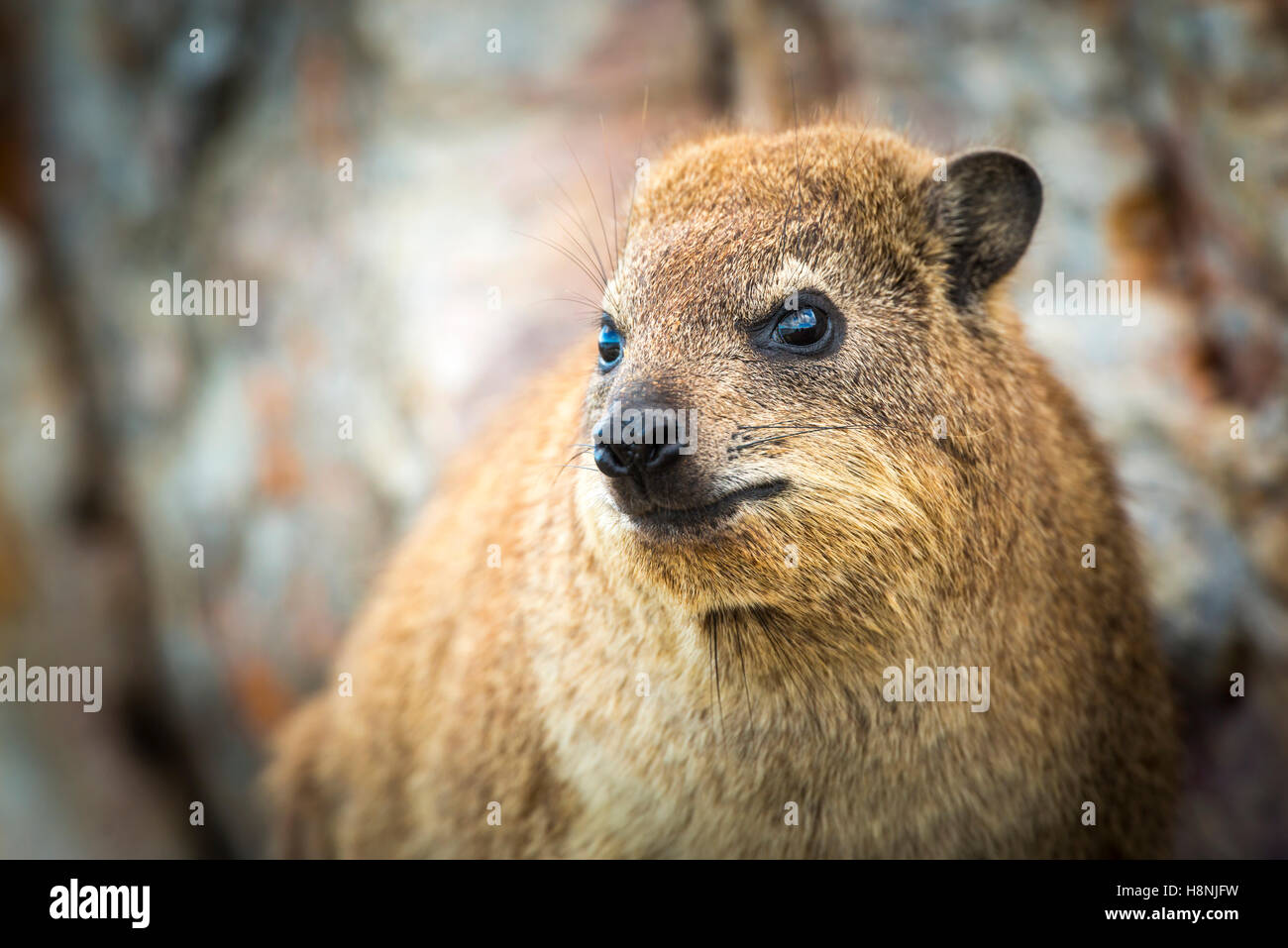 Close up Rock Dassie in Sud Africa Foto Stock