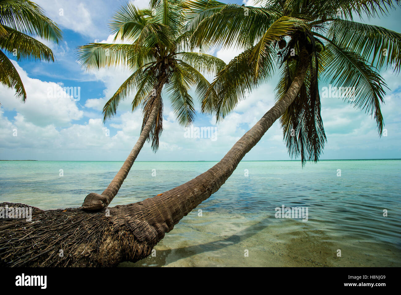 Alberi di palma su una spiaggia nei pressi di shallow appartamenti Foto Stock