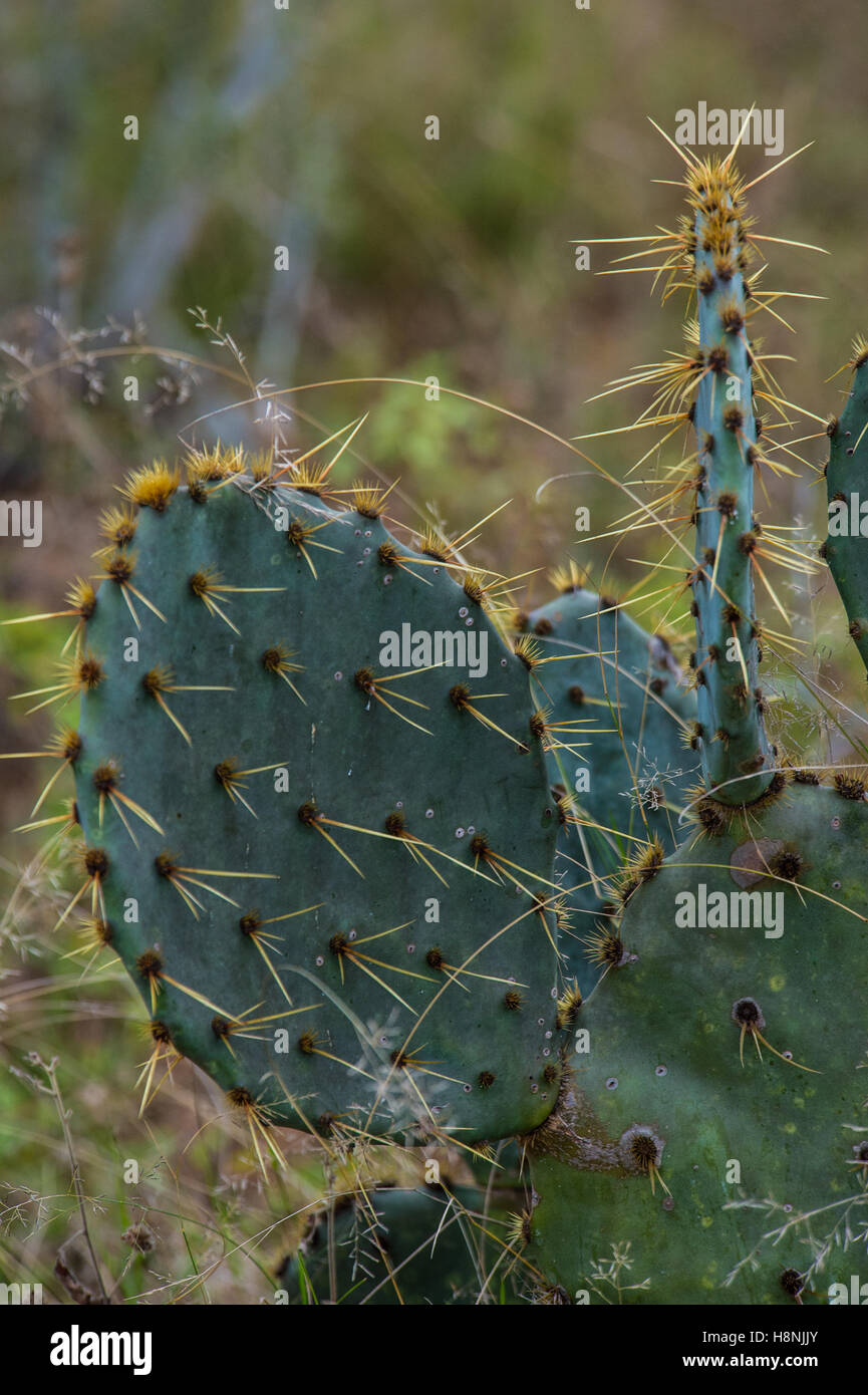 Ficodindia cactus sulla South Texas Ranch Foto Stock