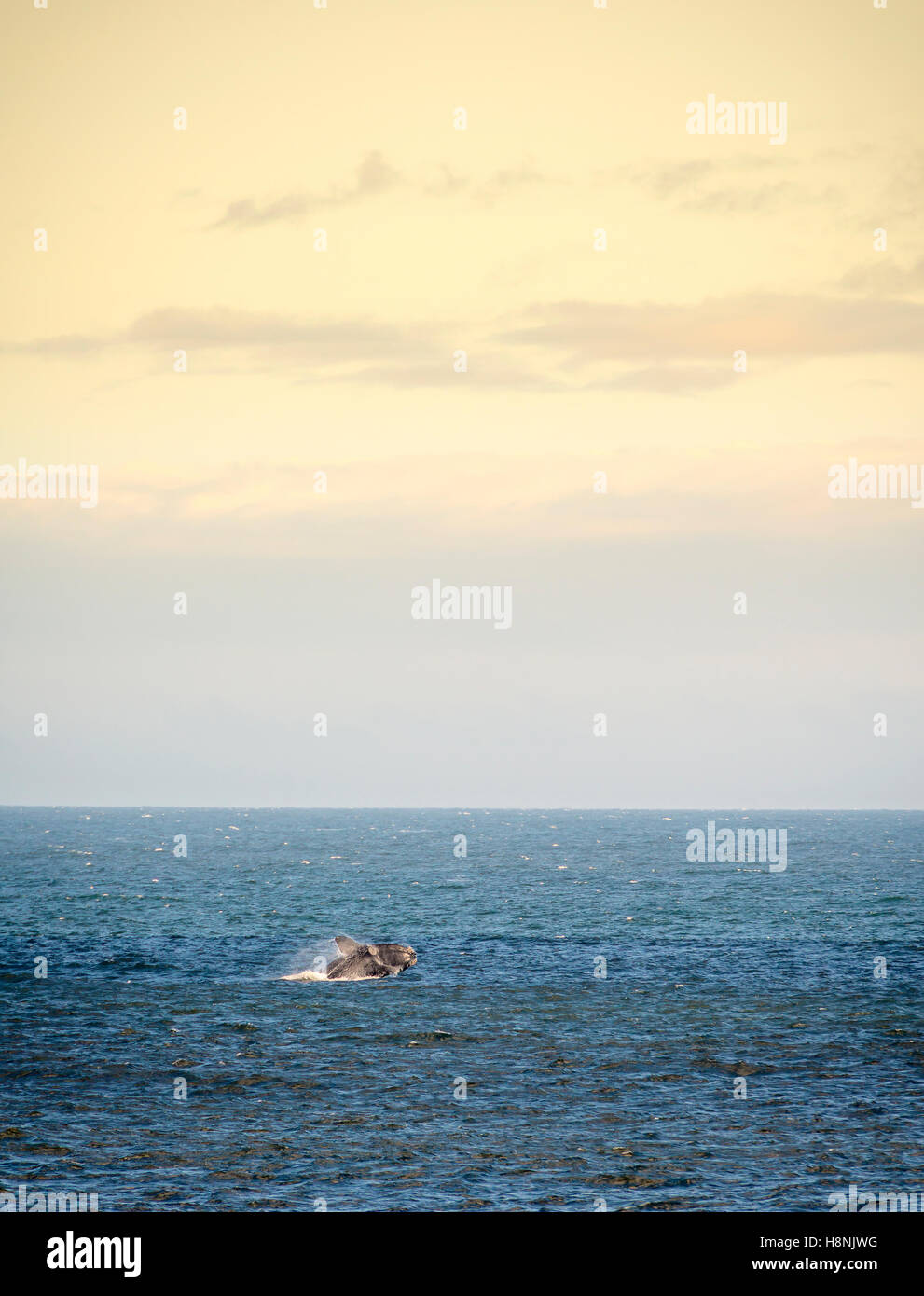 Southern Right Whale salta fuori dell'oceano al tramonto Foto Stock