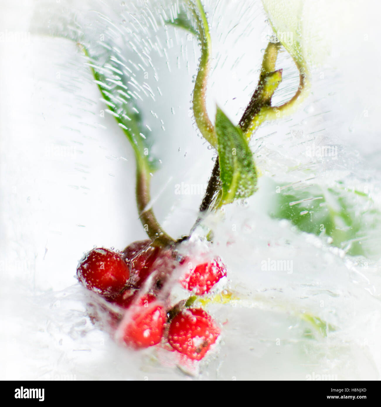 Closeup holly bacche e foglie racchiusi in blocco solido di ghiaccio, con interessanti bolla di aria patterns Foto Stock