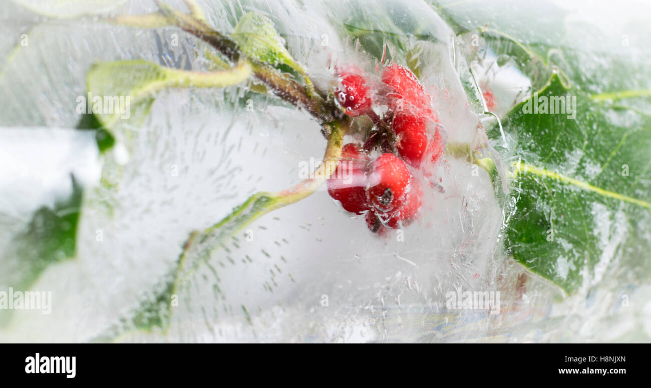 Closeup holly bacche e foglie racchiusi in blocco solido di ghiaccio, con interessanti bolla di aria patterns Foto Stock