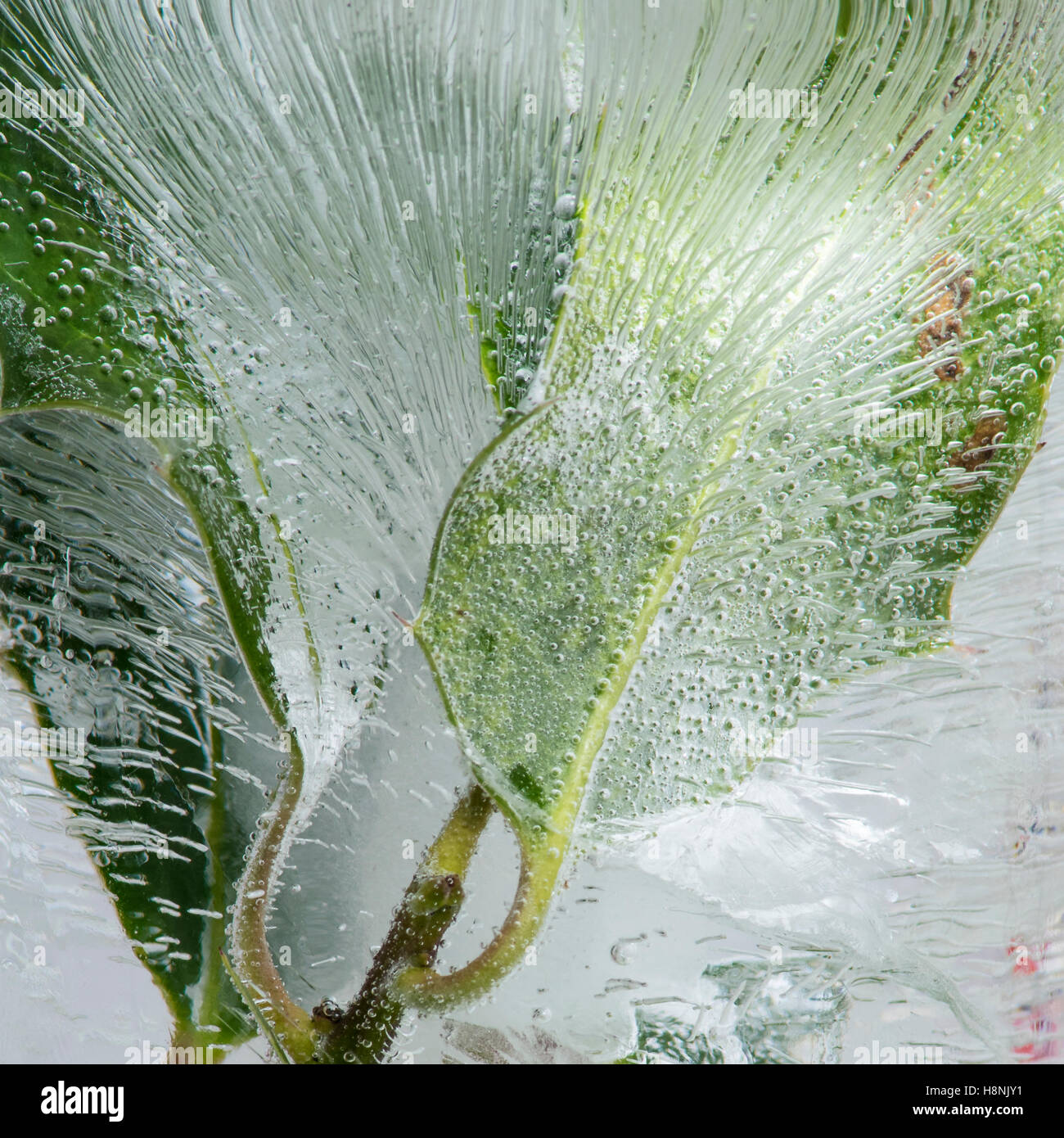 Closeup holly bacche e foglie racchiusi in blocco solido di ghiaccio, con interessanti bolla di aria patterns Foto Stock