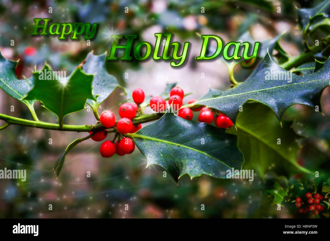 Auguri di Natale design della scheda con agrifoglio e bacche e testo HAPPY HOLLY GIORNO. Foto Stock