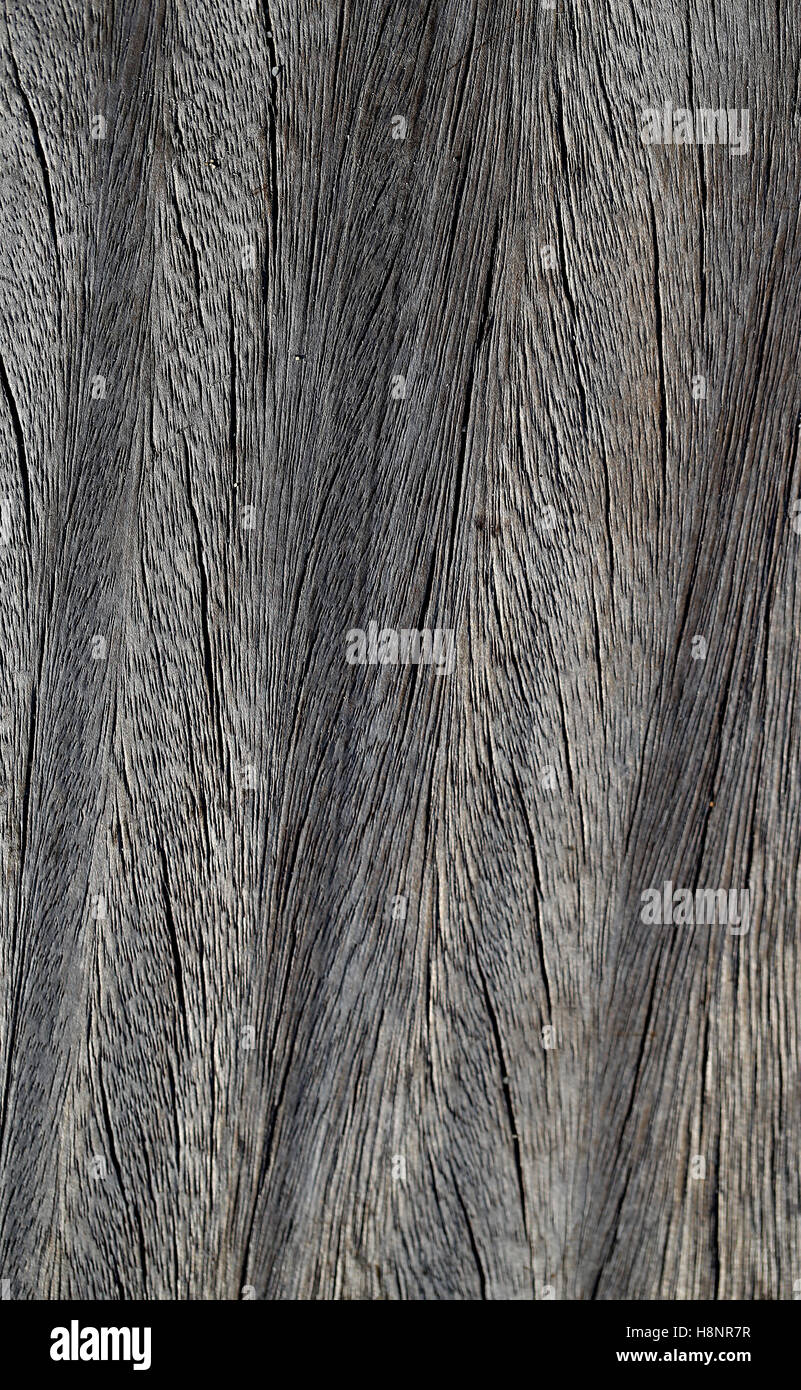 Bella la texture della struttura palm fotografia closeup Foto Stock