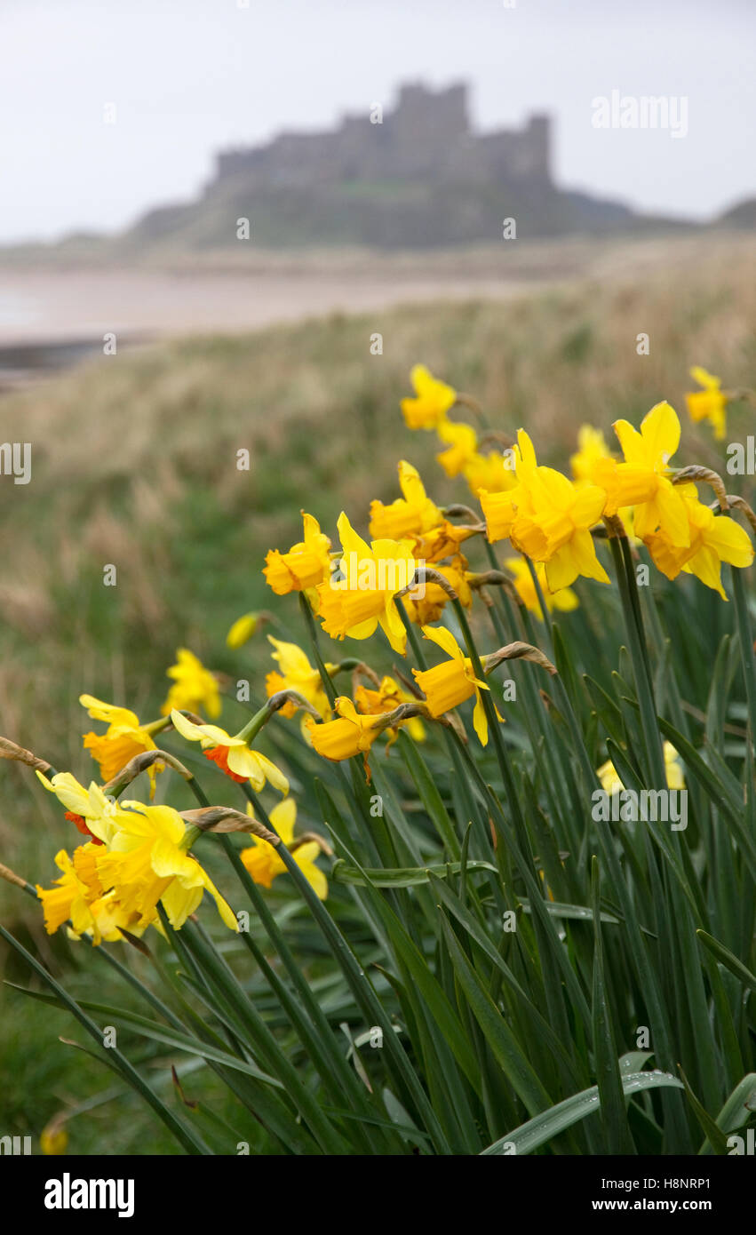 Il castello di Bamburgh, Bamburgh, Northumberland, England, Regno Unito Foto Stock