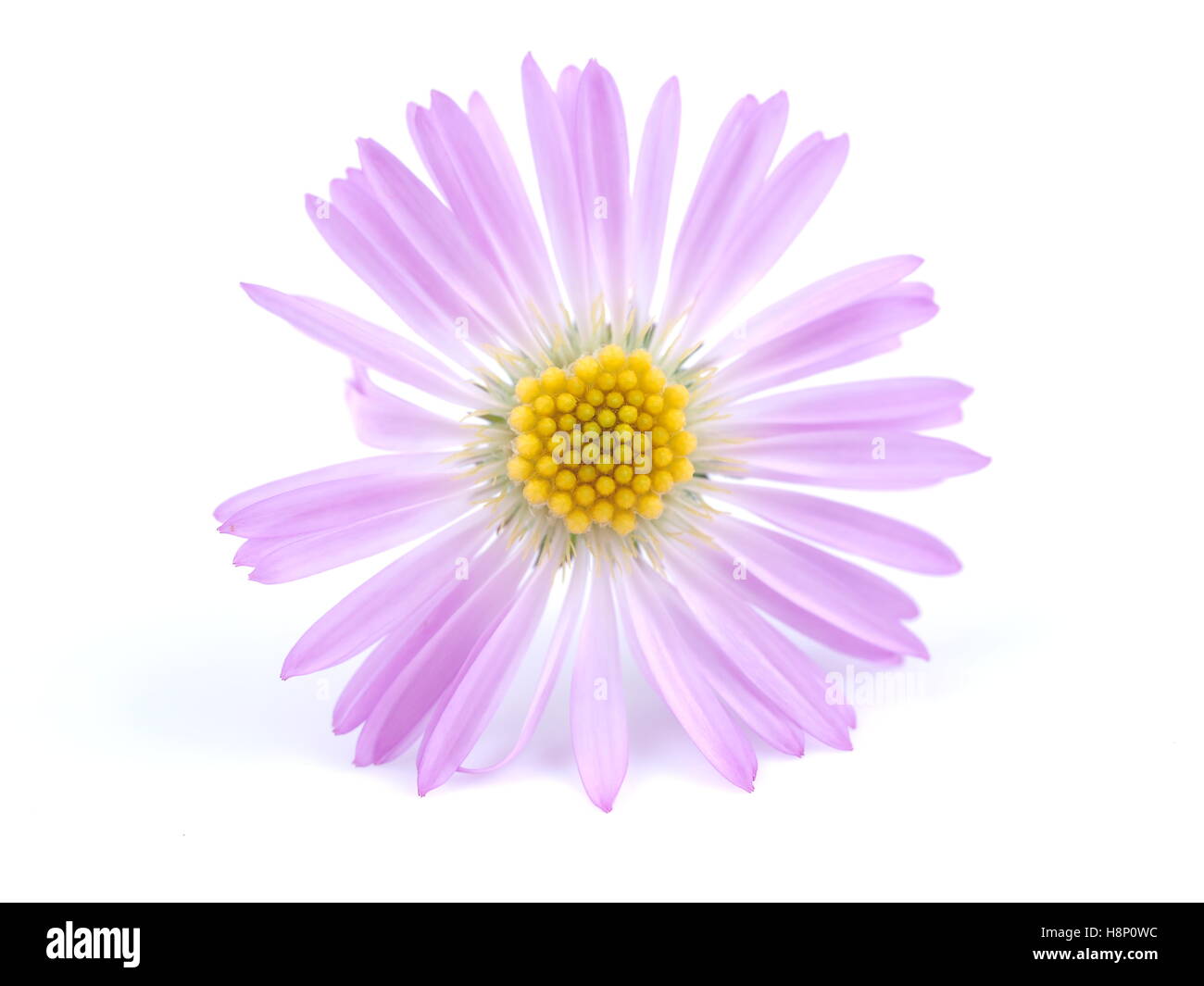 Fiori viola anni degli astri su sfondo bianco Foto Stock
