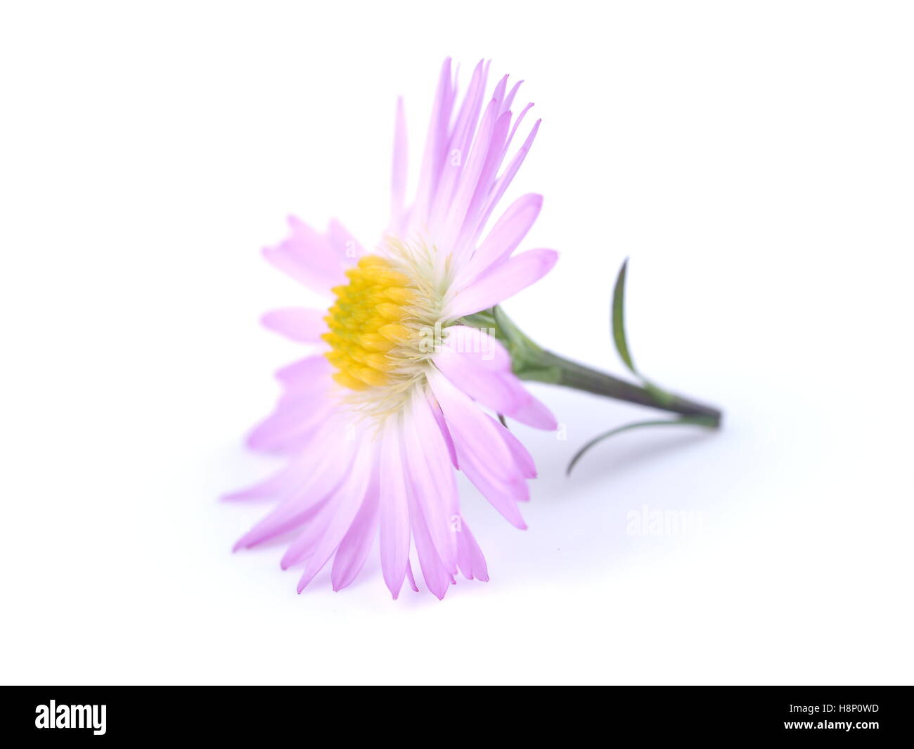 Fiori viola anni degli astri su sfondo bianco Foto Stock
