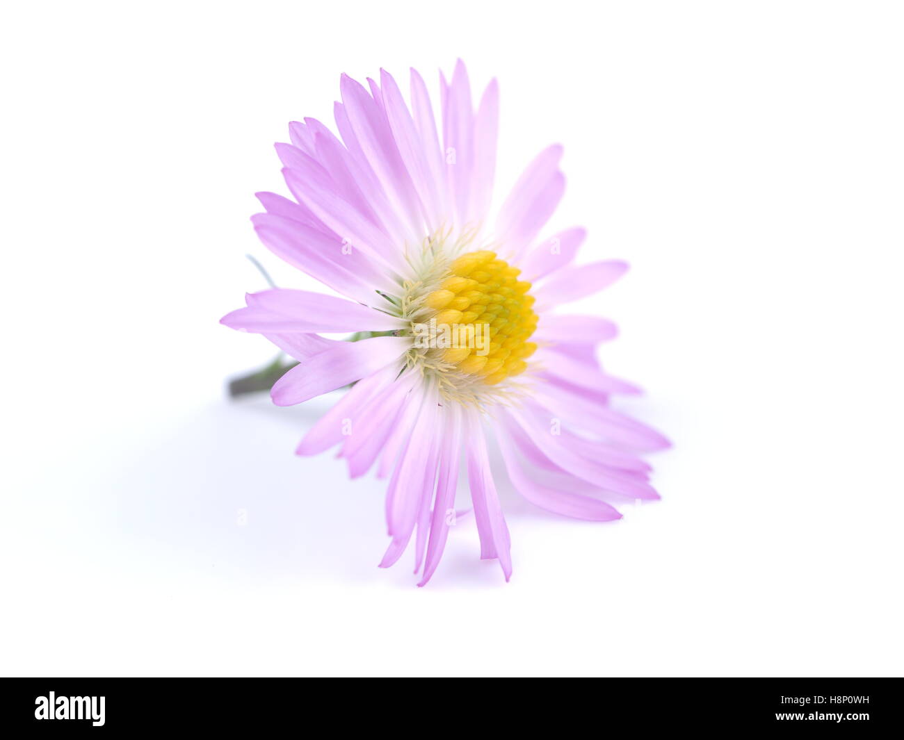 Fiori viola anni degli astri su sfondo bianco Foto Stock